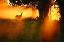 phoenix park dublin